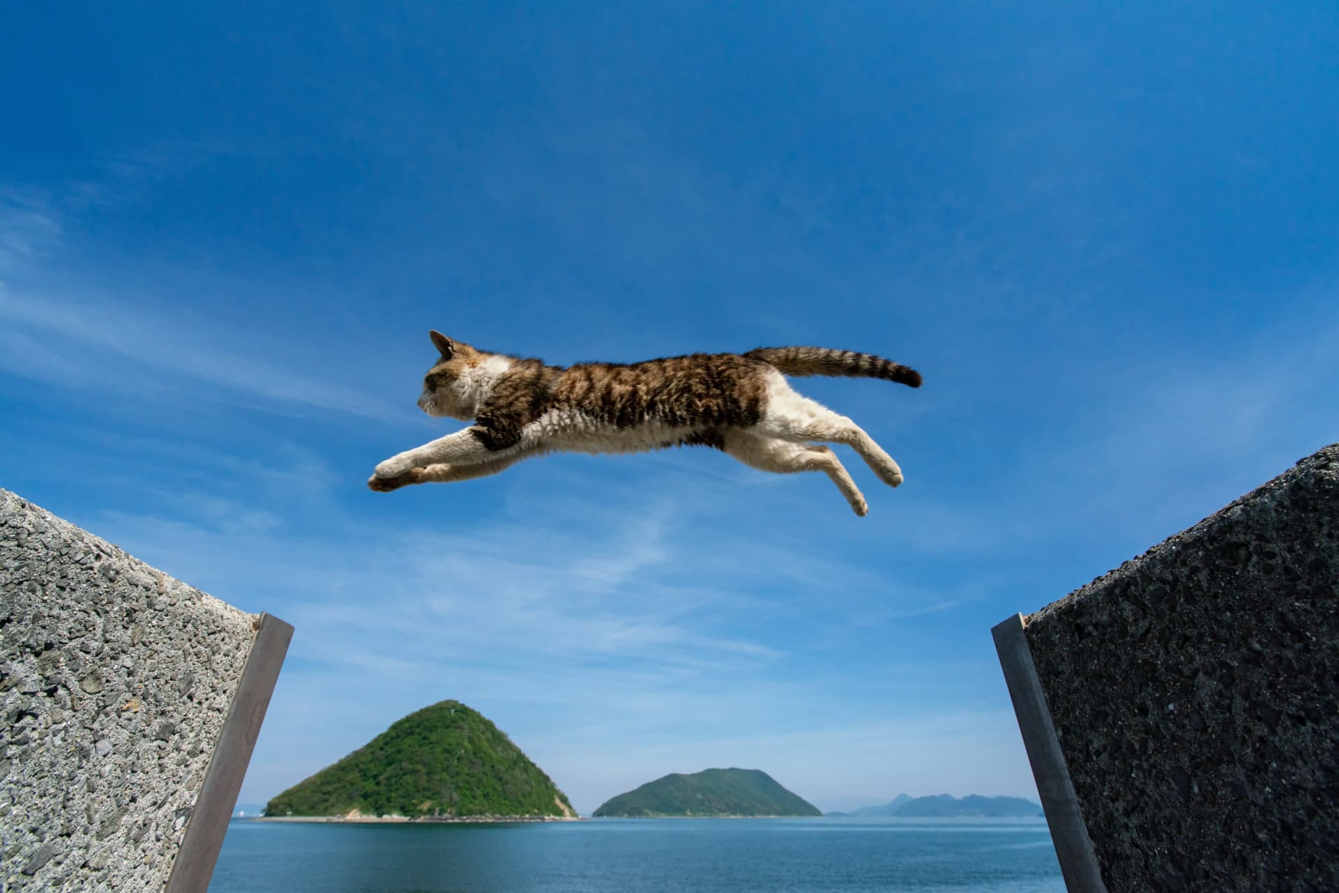 National Cat Day in Japan