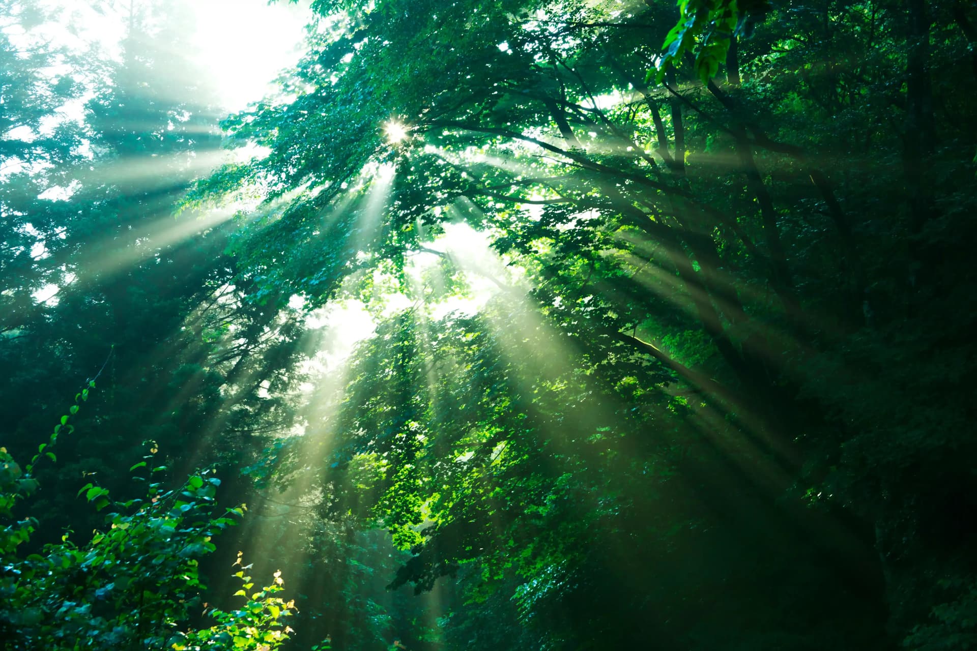 Komorebi Untranslatble words