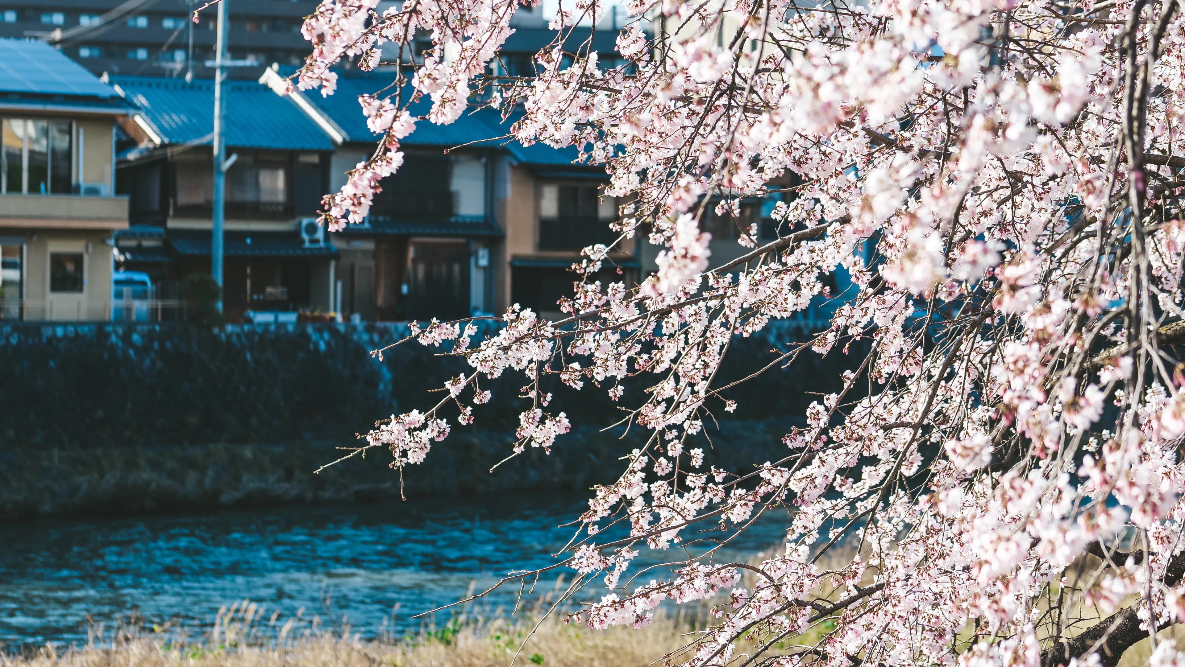 Cherry Blossom Season in Japan