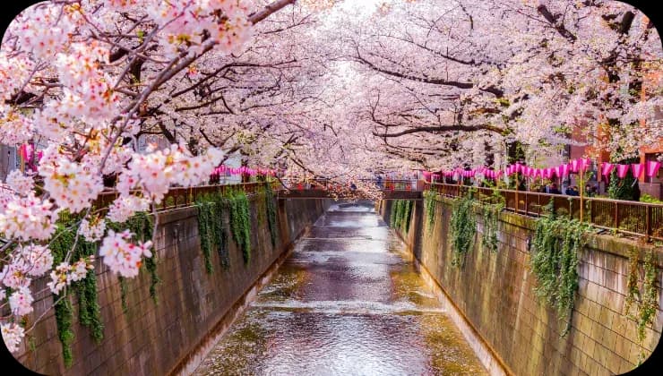 Hanami Cherry Blossom